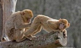 猴子的最新爆料,最新爆料揭示娱乐圈惊人内幕